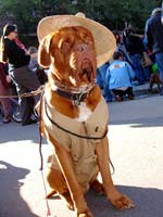 Boeuf Gras