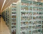 Tulane Museum of Natural History