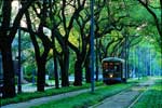 The Garden District, Uptown, and Carrollton