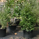Parkway Partners is working to "releaf" New Orleans by replacing the thousands of trees lost in Katrina