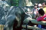 The Audubon Zoo